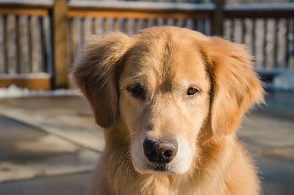 Are Golden Retrievers Double Coated? Lets explore