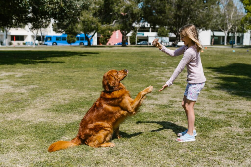 Are Golden Retrievers Double Coated