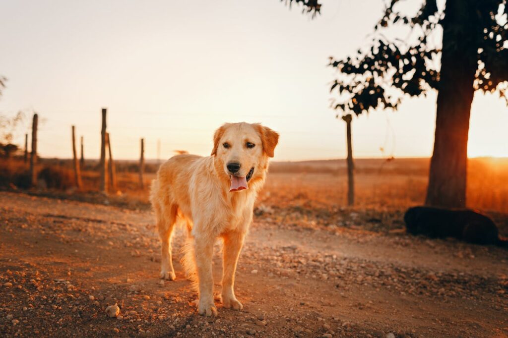 Are Golden Retrievers Double Coated