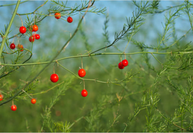 What Berries Can Dogs Eat