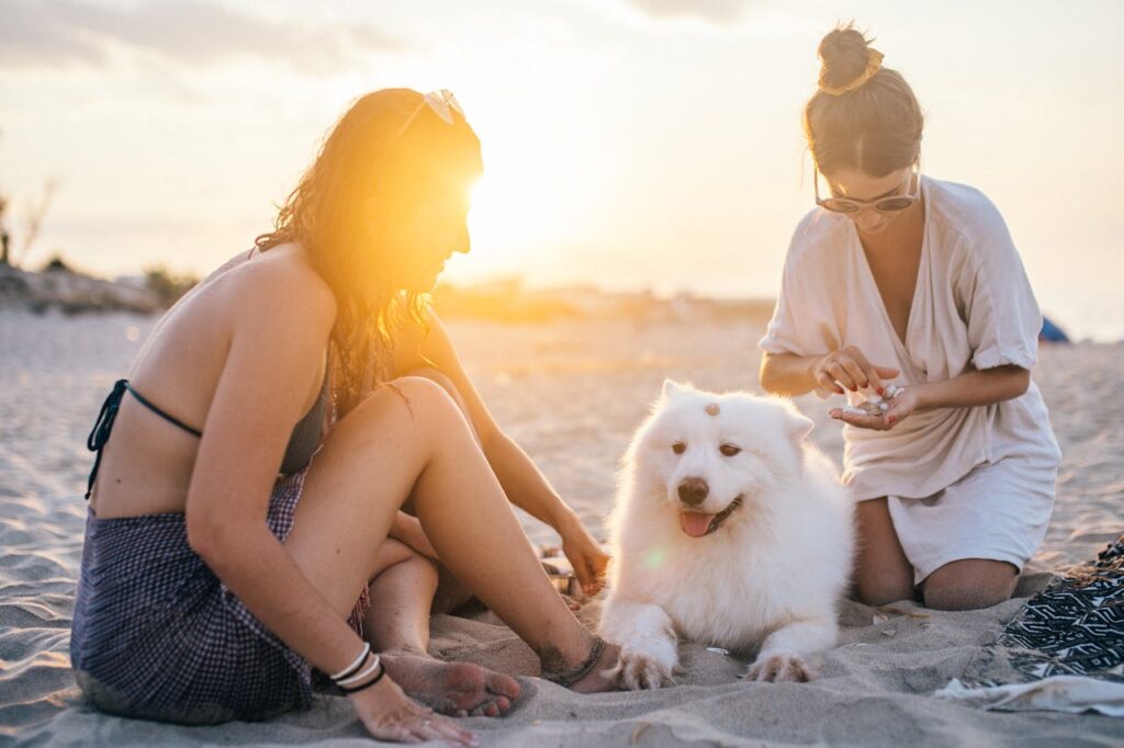 Benefits of Taking Dogs to the Beach