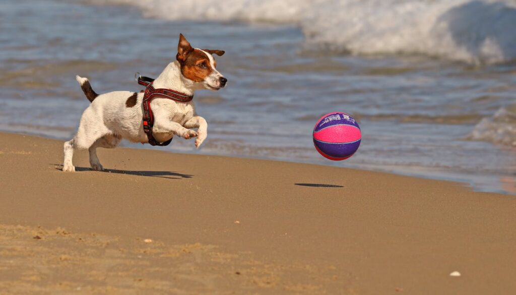 Benefits of Taking Dogs to the Beach