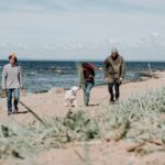 The Amazing Benefits of Taking Dogs to the Beach