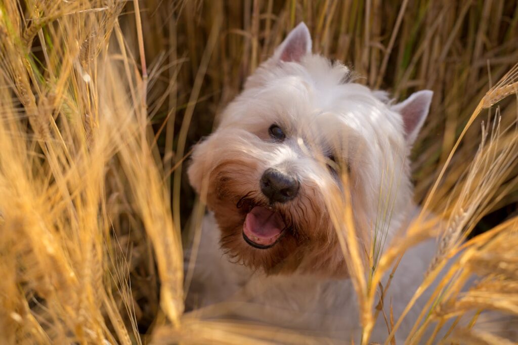 Can Dogs Eat Hay? Understanding the Risks and Safety