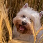 Can Dogs Eat Hay? Understanding the Risks and Safety