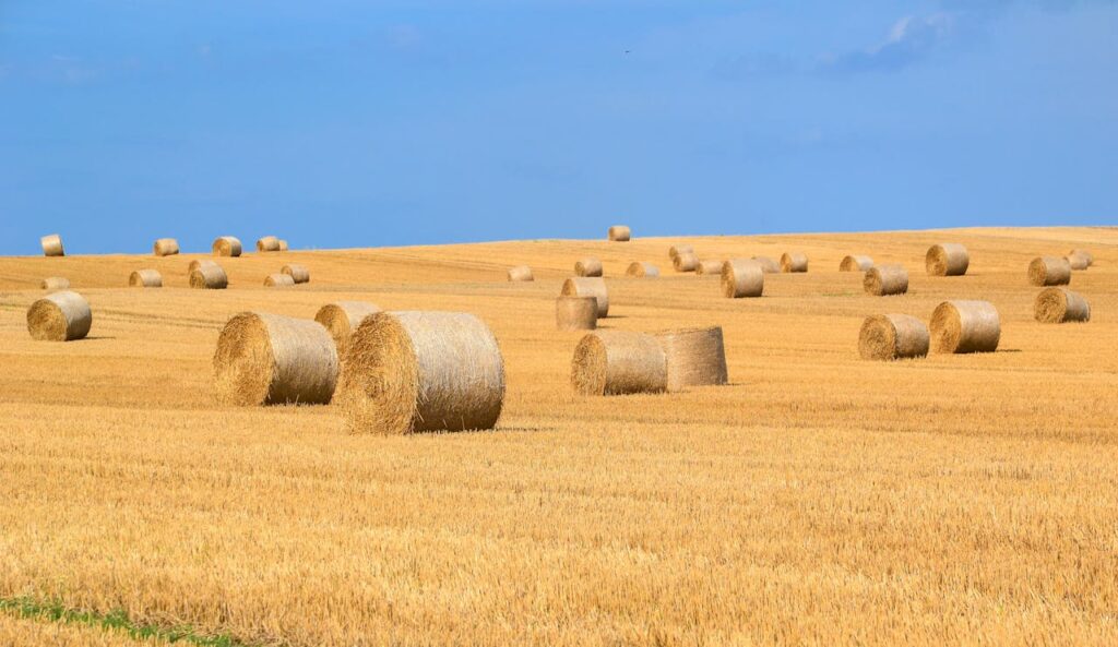 Can Dogs Eat Hay