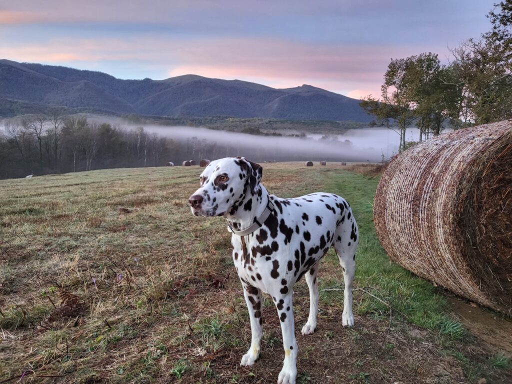 Can Dogs Eat Hay