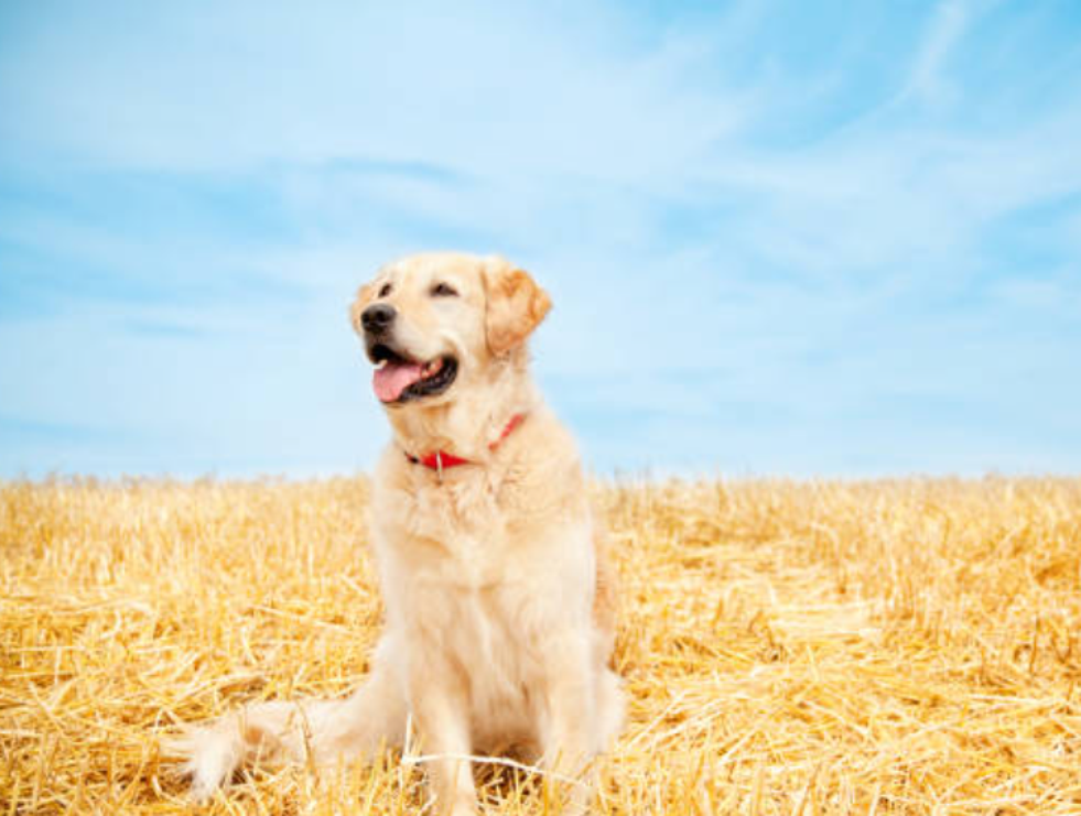 Can Dogs Eat Hay