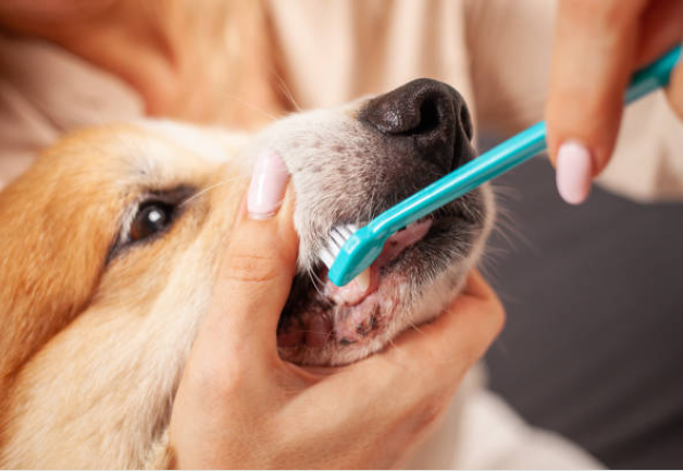 Can Dogs Have Listerine Strips? Why They’re Unsafe and Safer Alternatives