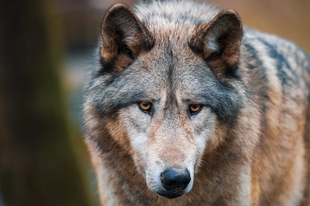 Do All Dogs Come From Wolves? The  Truth About Canine Evolution