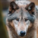 Do All Dogs Come From Wolves? The  Truth About Canine Evolution