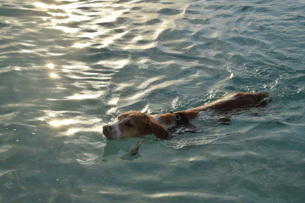 Do Beagles Like Water? Understanding Their Swim Preferences