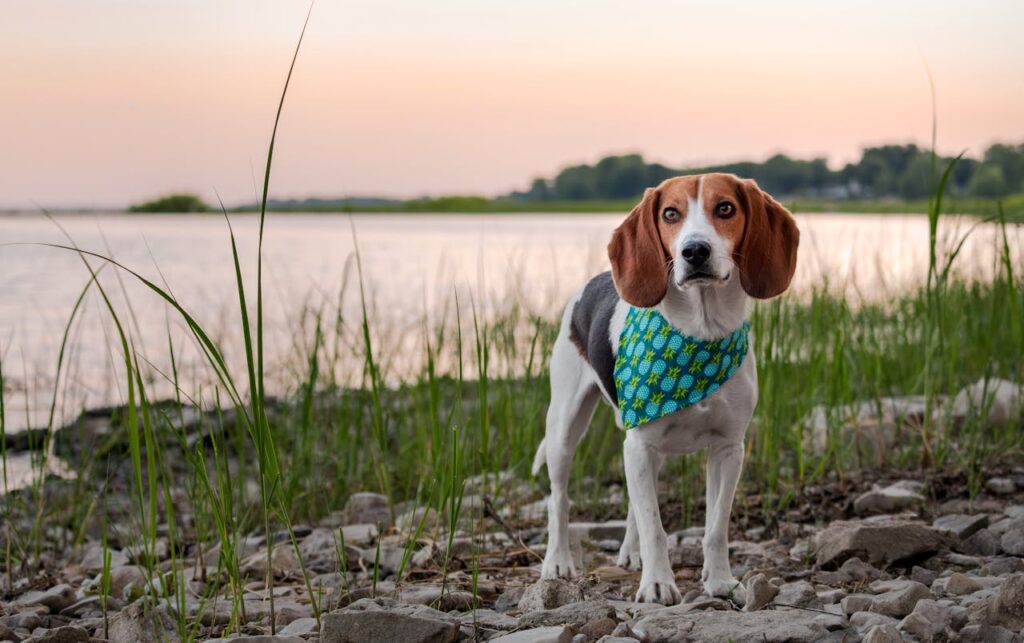 Do Beagles Like Water