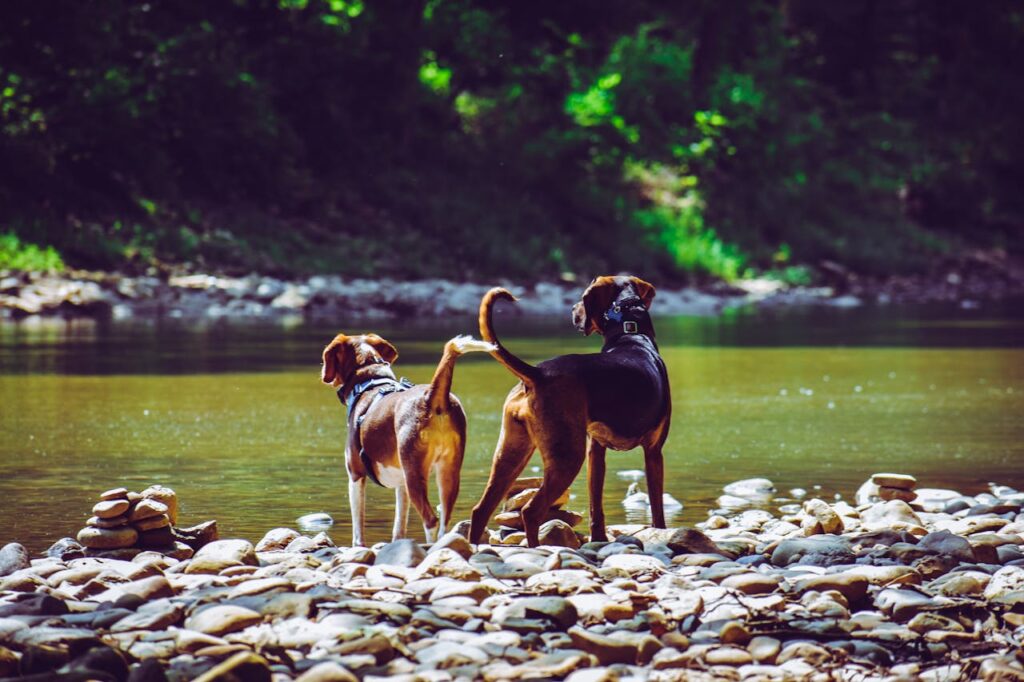 Do Beagles Like Water