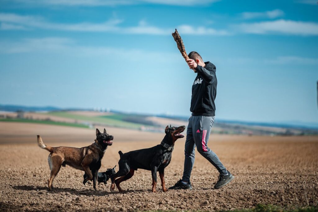 Do Belgian Malinois Shed a Lot