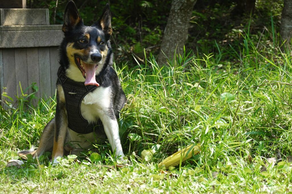 Do Border Collies Make Good Service Dogs