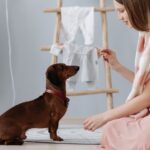 Do Dachshunds Like to Cuddle? Knowing Their Affectionate Nature