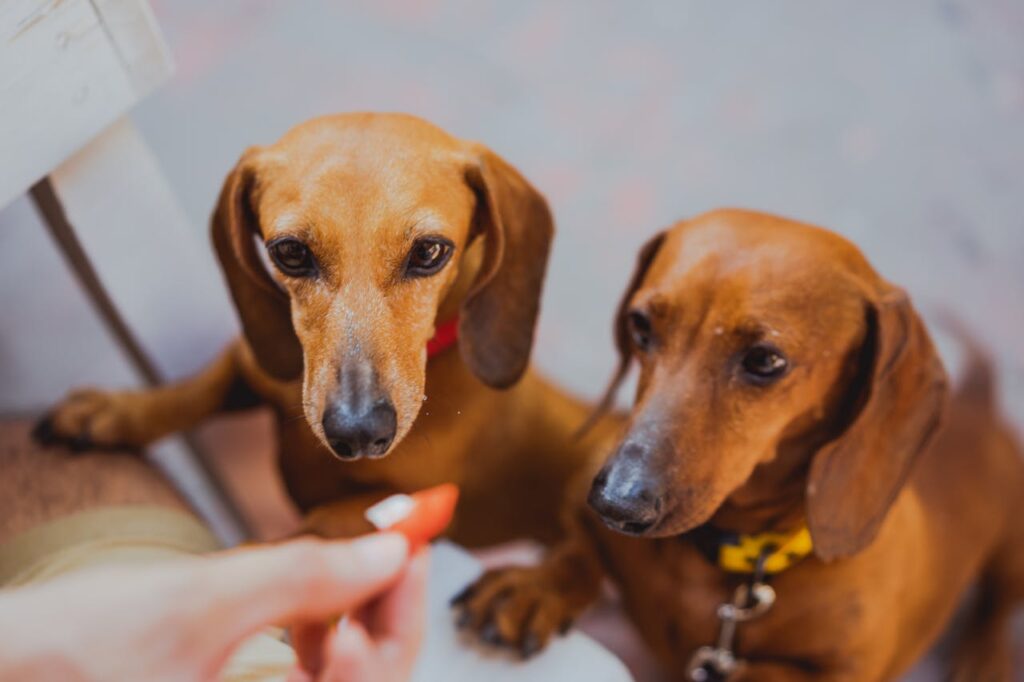 Do Dachshunds Like to Cuddle