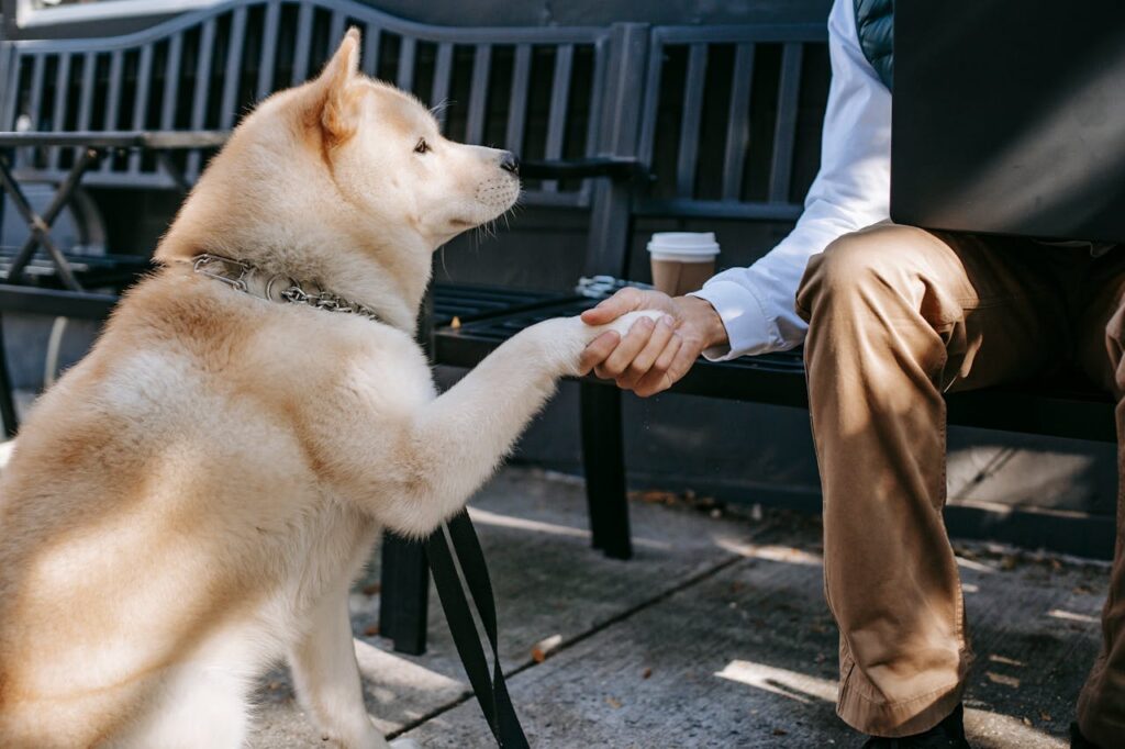 Do Dogs Experience Empathy