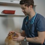 Do Dogs Have Tonsils? Understanding Their Role and Importance