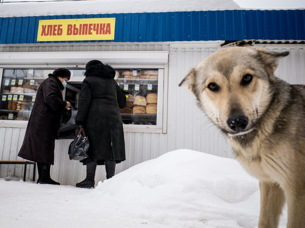 Do Dogs Need Grain in Their Diet