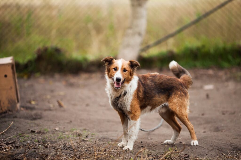 Do Dogs Poop Facing North? Surprising Facts About This Behavior