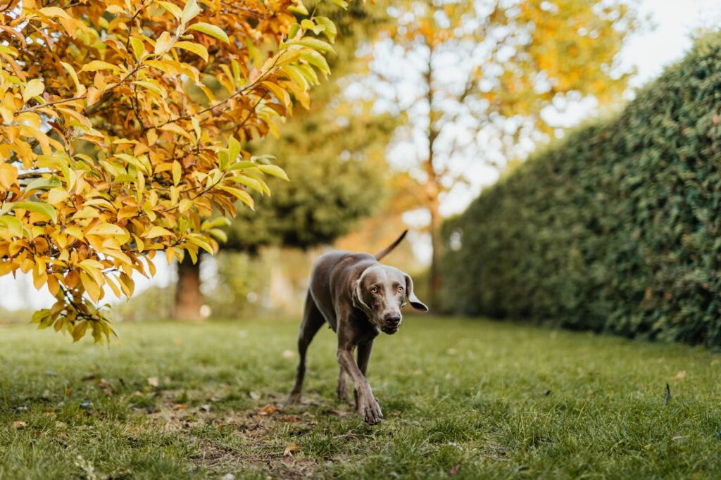 Do Greyhounds Make Good Pets? Their Unique Qualities