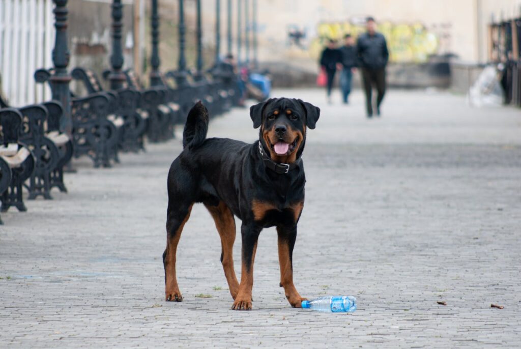 Do Rottweilers Have Cropped Ears? Let’s Clear the Confusion