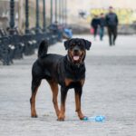 Do Rottweilers Have Cropped Ears? Let’s Clear the Confusion