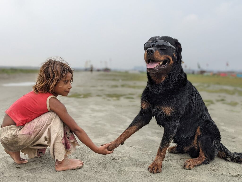 Do Rottweilers Have Cropped Ears