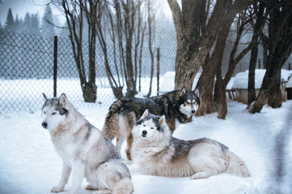 Do Siberian Huskies Bark a Lot