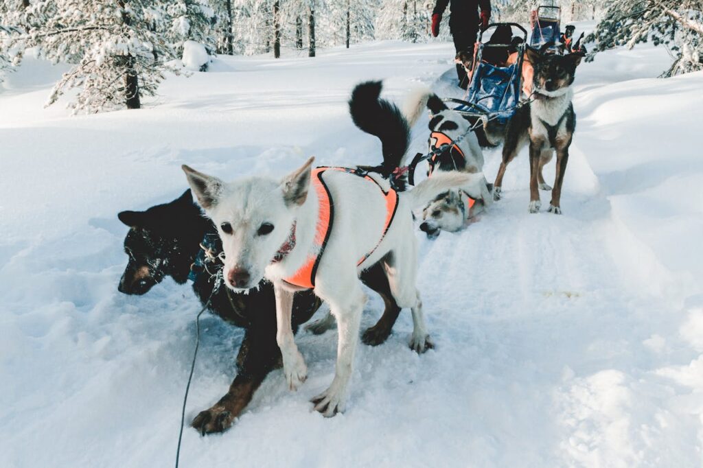 Do Siberian Huskies Bark a Lot