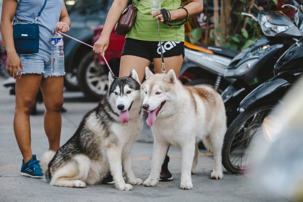 Do Siberian Huskies Bark a Lot