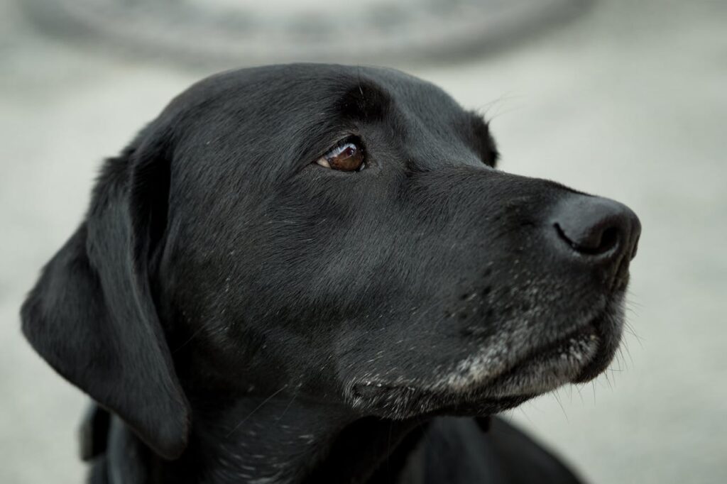 Dogs with the Best Hearing