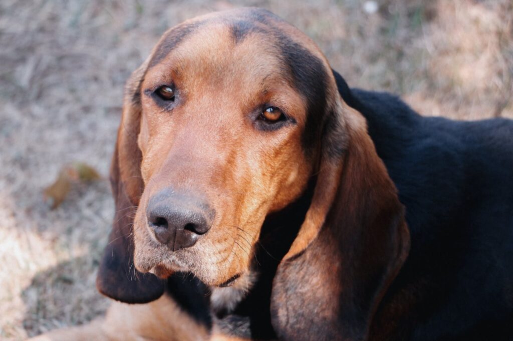 Dogs with the Best Hearing