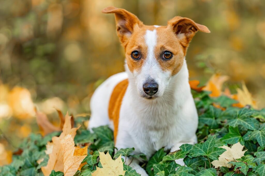 Dogs with the Best Hearing