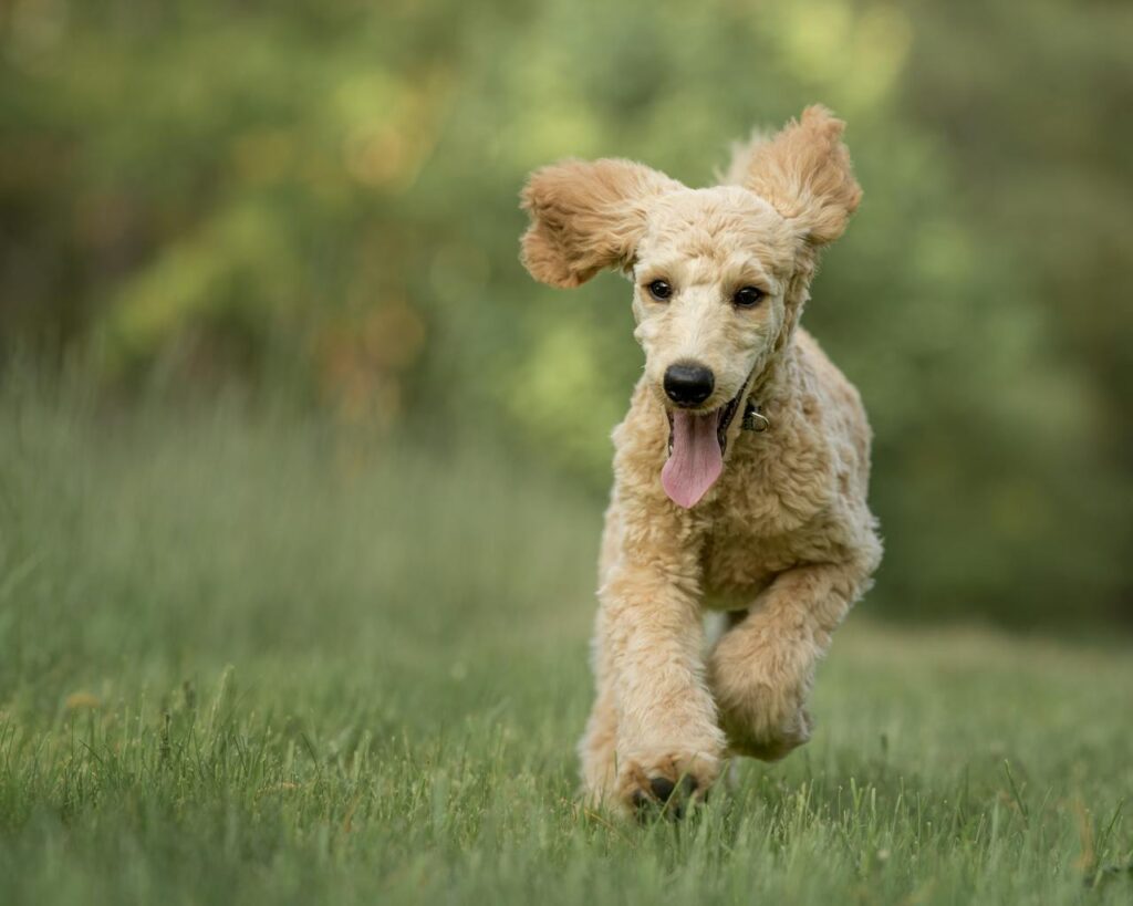 Facts About Mini Goldendoodles