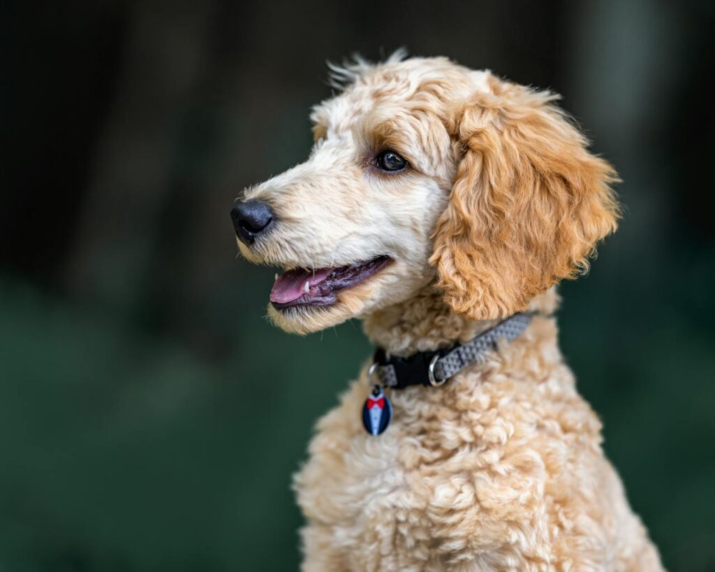 Key Facts About Mini Goldendoodles: A Perfect Family Companion