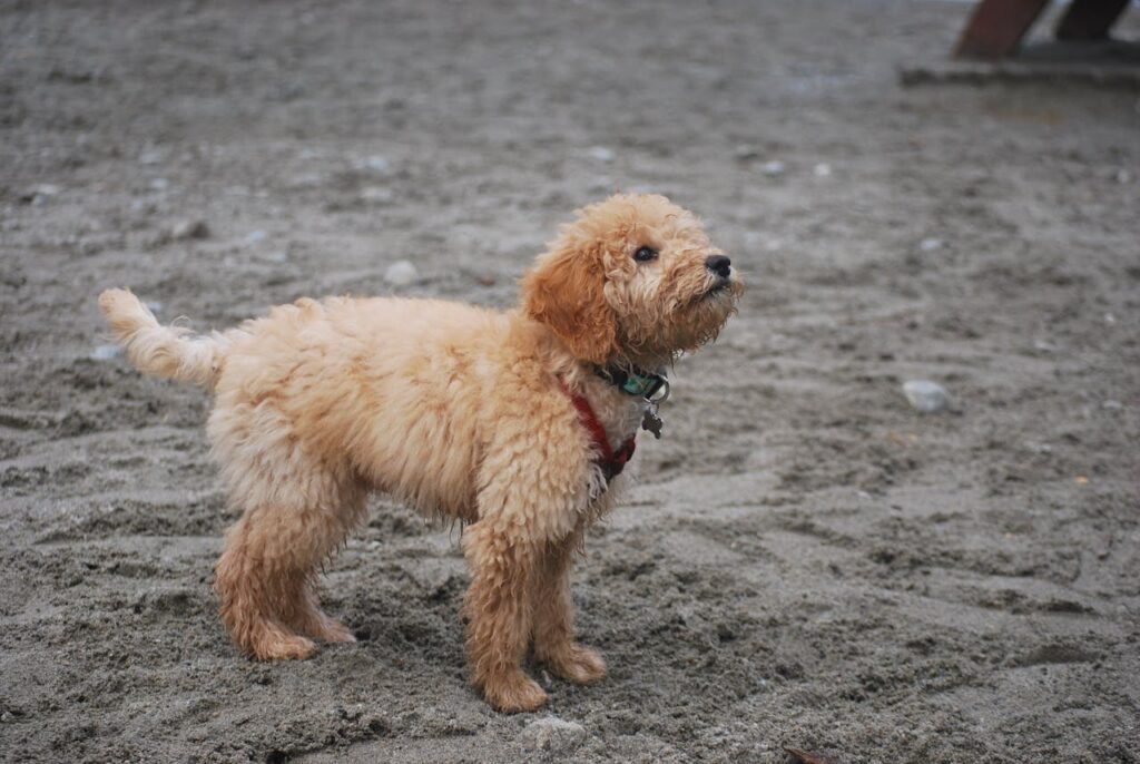 Facts About Mini Goldendoodles