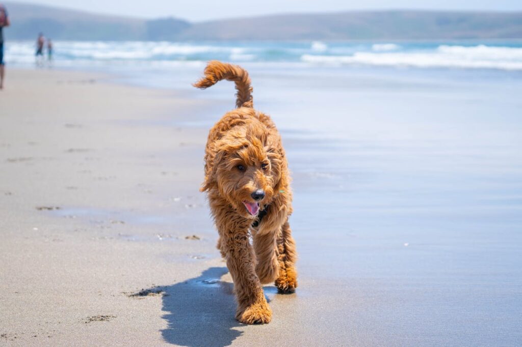 Facts About Mini Goldendoodles