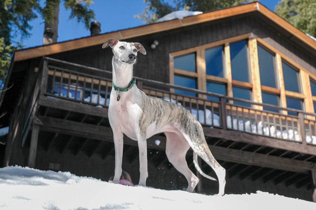 How Fast Do Whippets Run? A Look at These Speedy Dogs