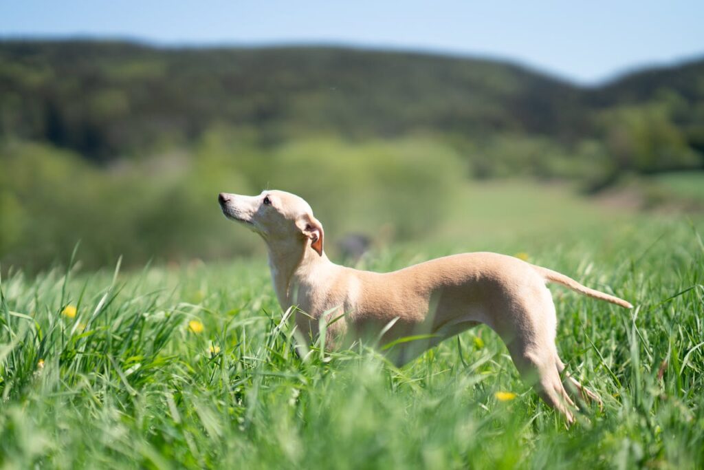 How Fast Do Whippets Run