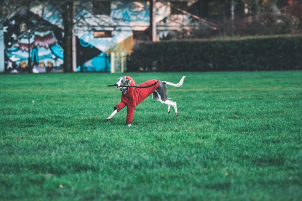 How Fast Do Whippets Run