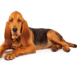 How Good Is a Bloodhound’s Sense of Smell? Amazing Facts