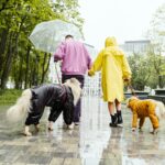 How Long Can Dogs Be in the Rain? Tips to Keep Your Dog Safe