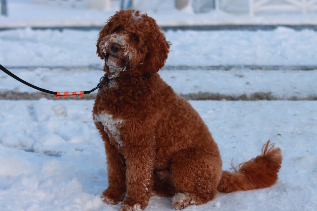 How Much Do Australian Labradoodles Cost in 2024? Complete Guide