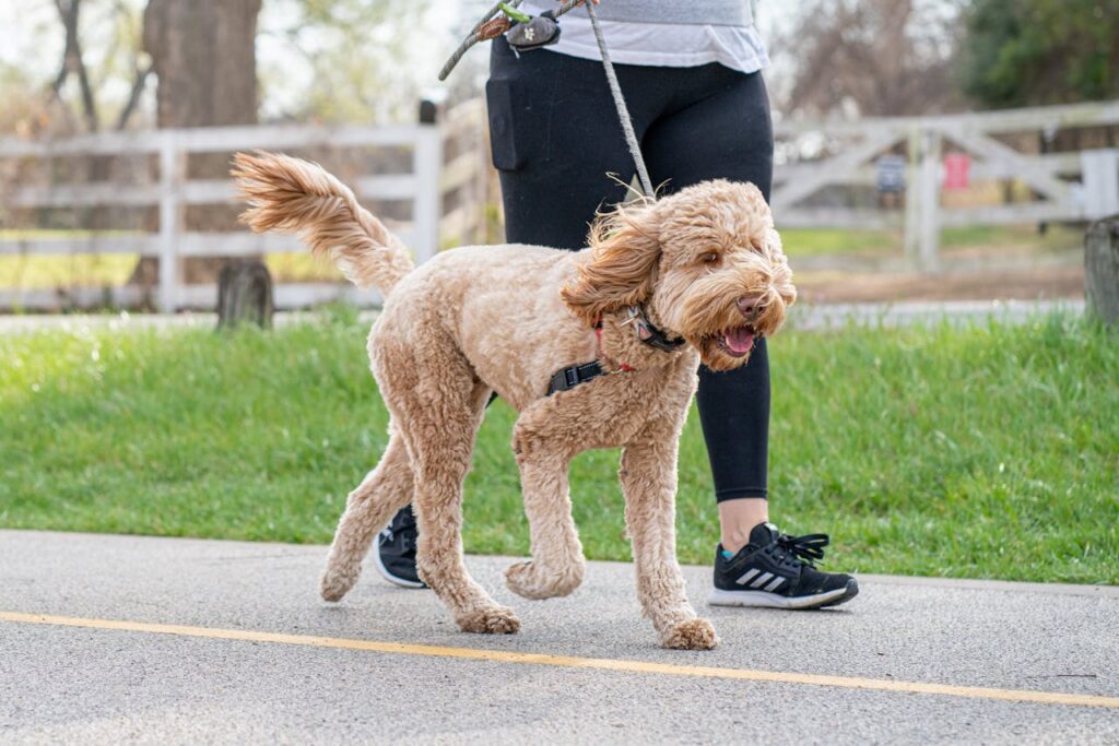 How Much Do Australian Labradoodles Cost