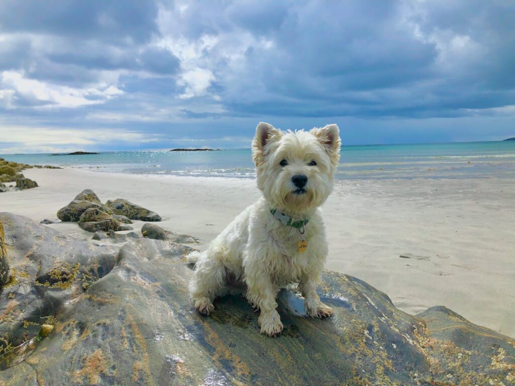 How Smart Is a West Highland White Terrier? Understanding Their Intelligence