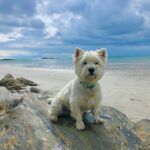 How Smart Is a West Highland White Terrier? Understanding Their Intelligence