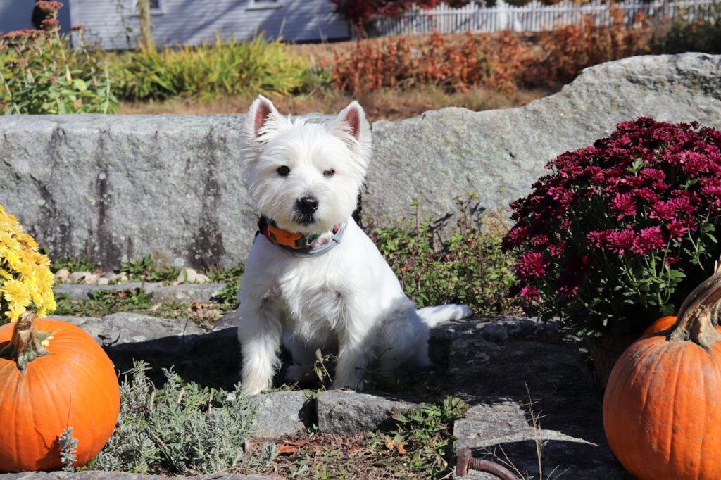 How Smart Is a West Highland White Terrier